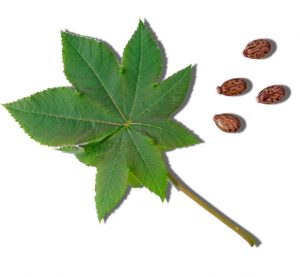 castor-seed1