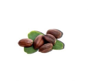 jojoba-seed