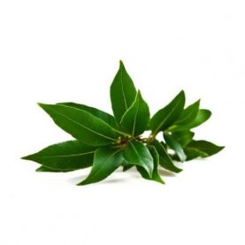 camphor