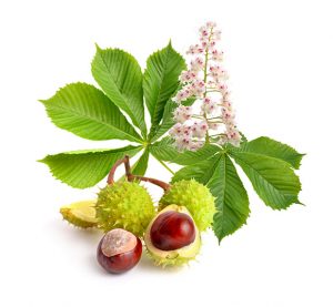 horse-chestnut